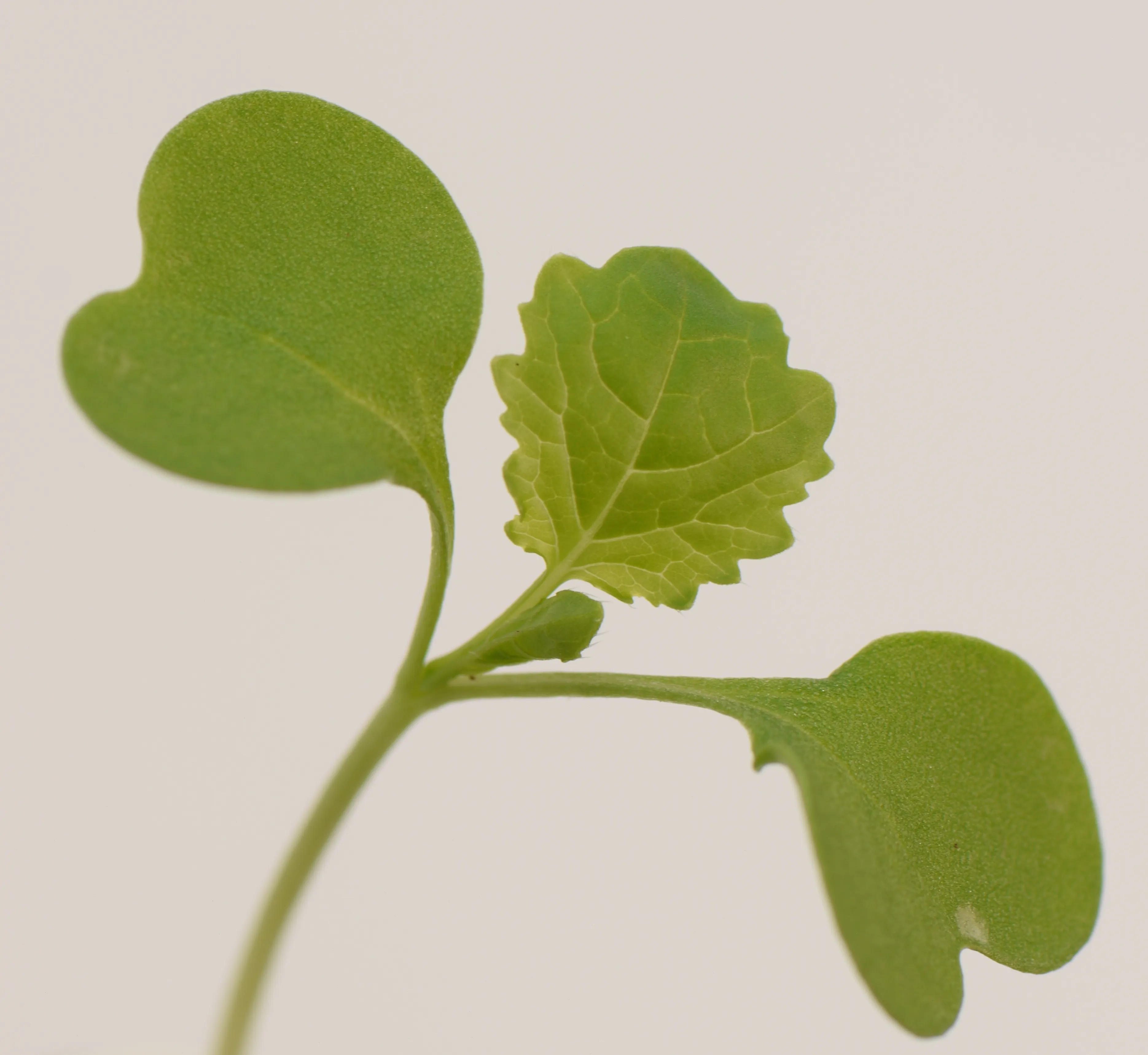 Rukola